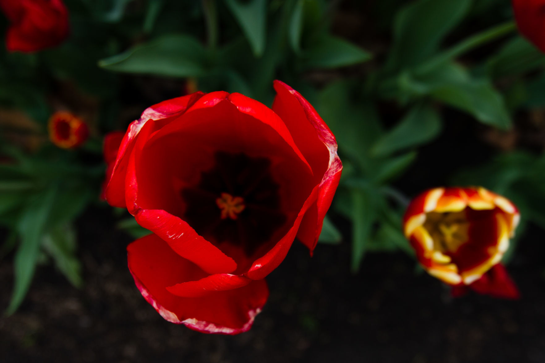 84th ANNUAL TULIP TIME